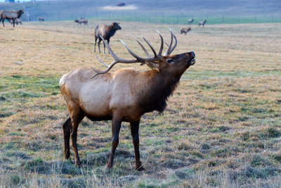 Kalispell Elk Farm at Dusk