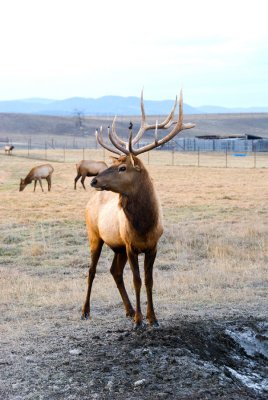 Kalispell Elk Farm at Dusk