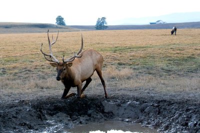 Kalispell Elk Farm at Dusk