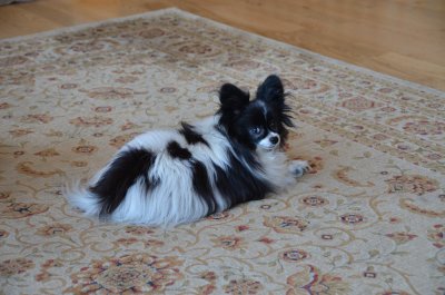 Rug Dog.JPG