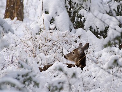 Backyard Deer - What Do I Hear?