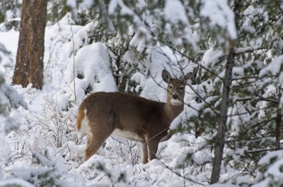 Backyard Deer - She's Watching Me