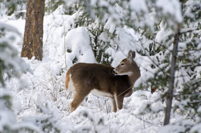 Backyard Deer - Eh, Not Worried