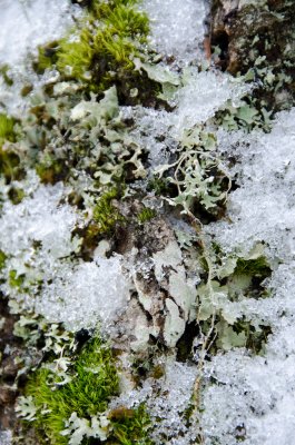 Snow, Moss & Lichen