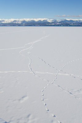 Deer Tracks on Flathead Lake Ice