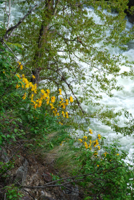 Cliff Side Wildflowers.jpg