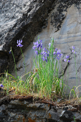 Lavender Wildflowers.jpg