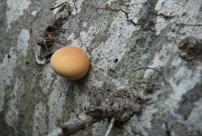 Odd Mushroom.jpg