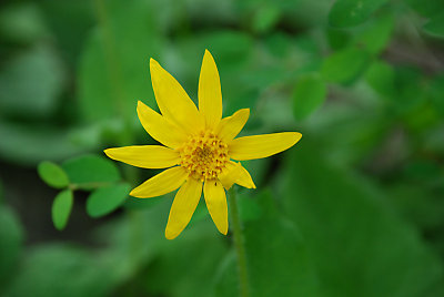 Yellow Wildflower.jpg