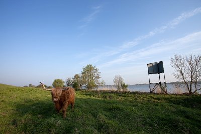 Highland Cow at Tiengementen