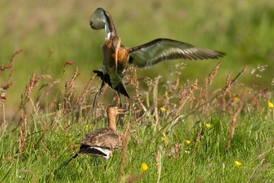 Black-tailed Godwit fight