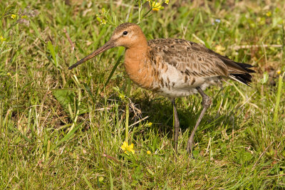 Black-tailed Godwit