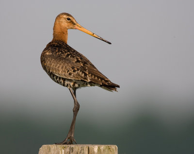 Black-tailed Godwit