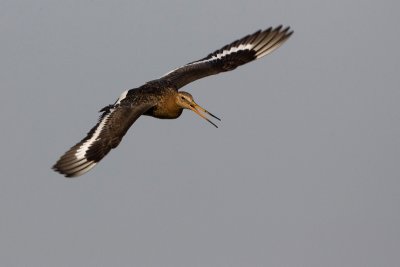 Black-tailed Godwit