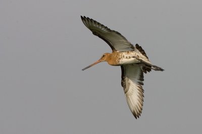Black-tailed Godwit