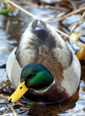 Les canards