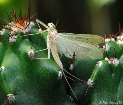 Macrophotographie