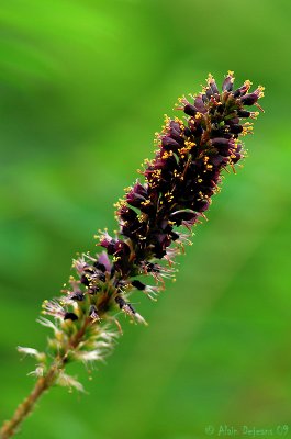 Fleurs et plantes