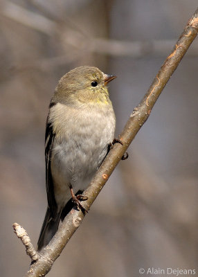 Chardonneret femelle