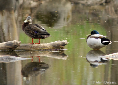 Couple de Colvert