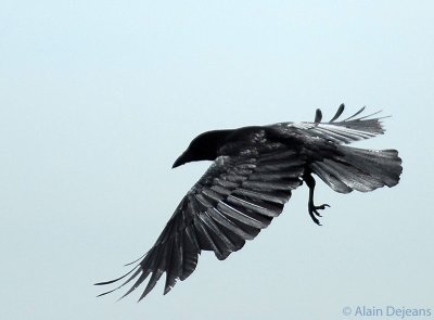 Silouette de Corbeau en vol
