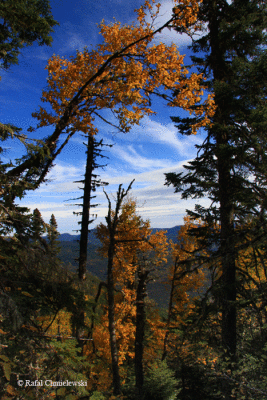 Photo-034.gif