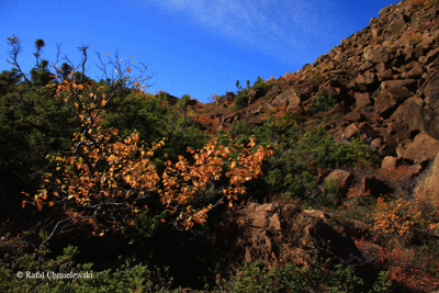 Photo-081.gif