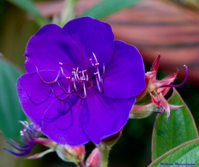 Blue Violet Flower