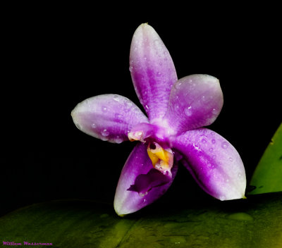 Phalaenopsis Violacea Hybred