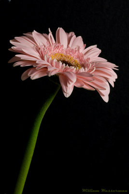 Pink Gerbera Daisy