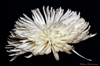 White Spyder Mum