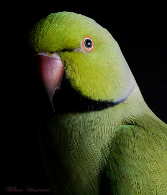 Doopy Do (African Ring-Neck Parakeet)