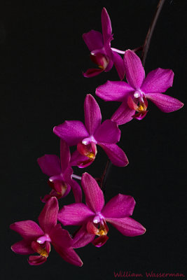 Purple Phalaenopsis 