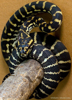 Jungle Carpet Python (3 month old) High Contrast Morph