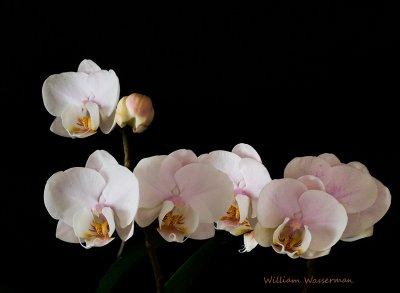 Pink Phalaenopsis