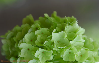 Hydrangea