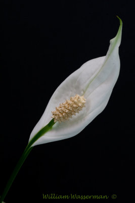 Spathiphyllum