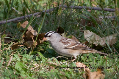 White Crowned Sparrow (male)