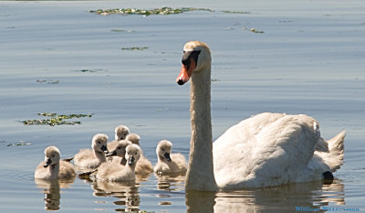 Mute Swan with Cygnets