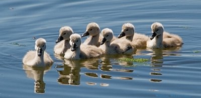 Cygnets