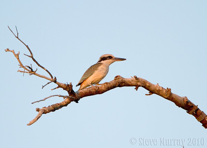 Red-backed Kingfisher (Todiramphus pyrrhopygia)