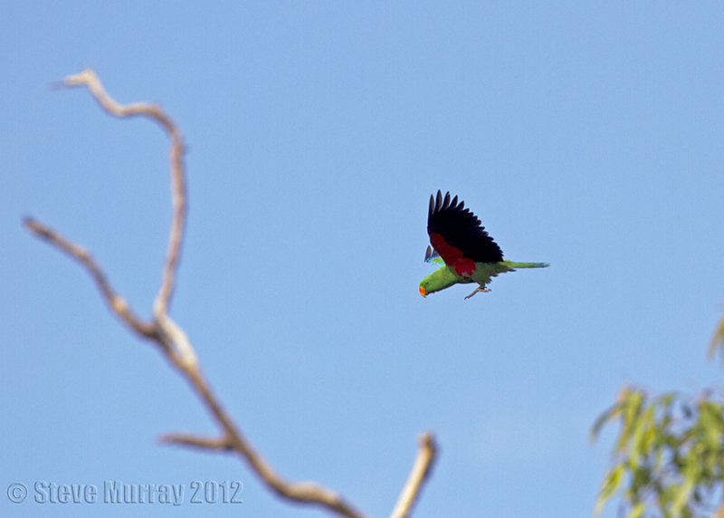 Papuan Eclectus (Eclectus polychloros macgillivrayi)