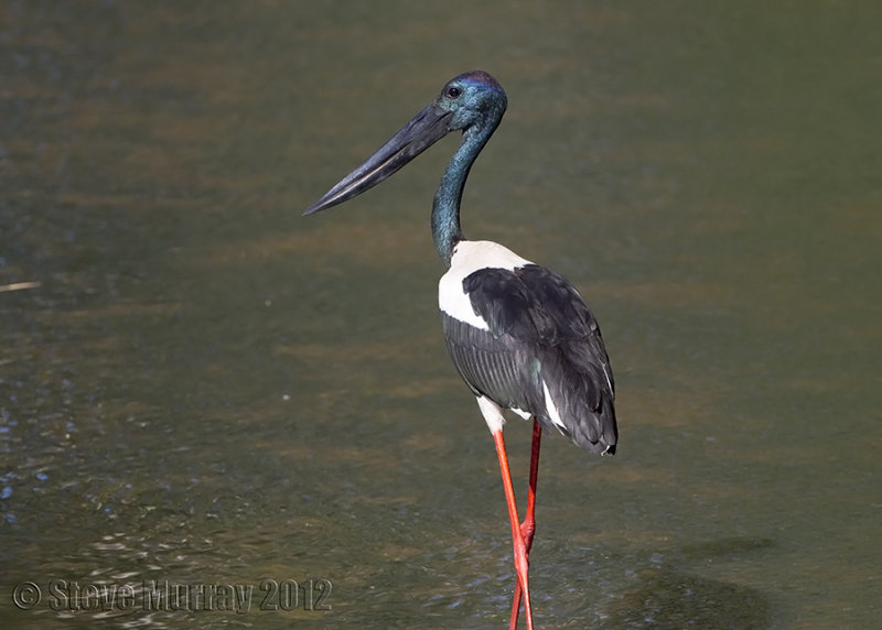 Black-necked Stork (Ephippiorhynchus asiaticus australis)