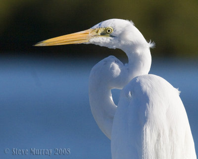  Great Egret (Ardea alba modesta)