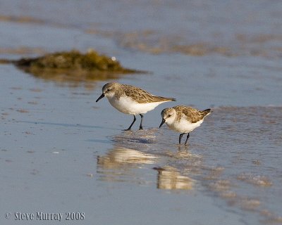 Red-necked Stint  (Calidris ruficollis)