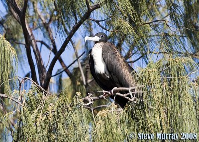 Great Frigatebird (Fregata minor)