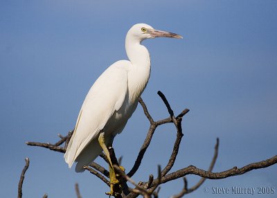 Pacific Reef Heron (Egretta sacra)