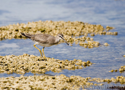 Grey-tailed Tattler (Tringa brevipes)