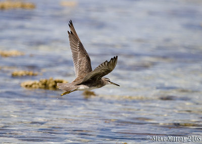 Grey-tailed Tattler (Tringa brevipes)