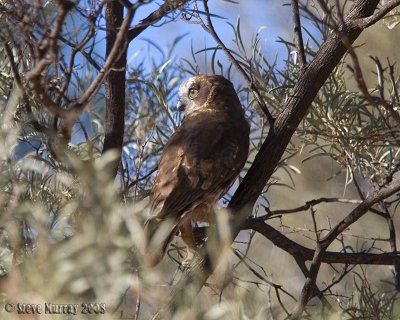 Australian Boobook (Ninox boobook ocellata)